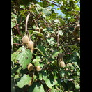 Kiwis